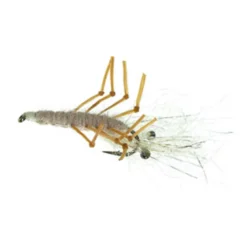 Honey Shrimp