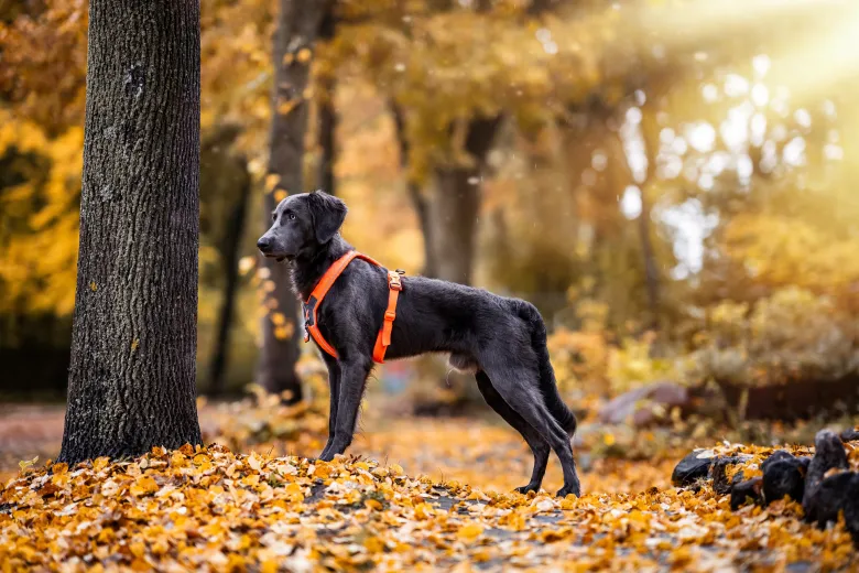 Line Harness 5.0 | orange