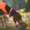 Protector collar | orange
