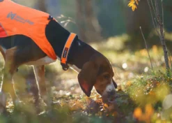 Protector collar | orange