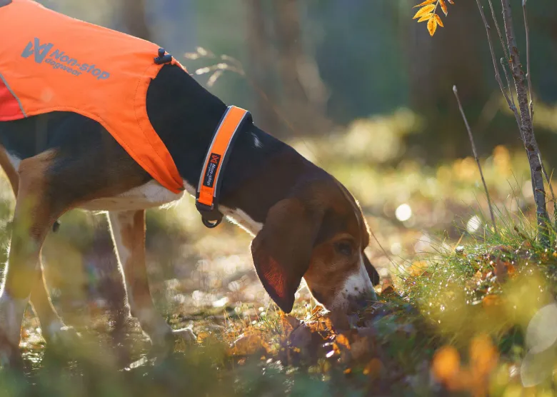 Protector collar | orange
