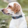 Roam Collar | green