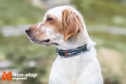 Roam Collar | green