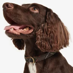 Tartan/Webbing Collar
